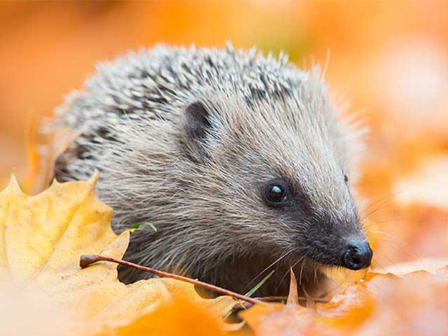 Helping hedgehogs prepare for winter hibernation