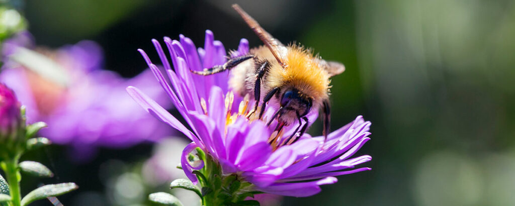 Bee kind in your garden