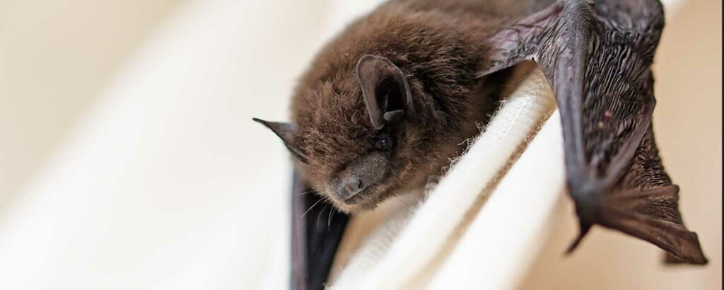 Tetra Tech now offering in-house Bat Mitigation service