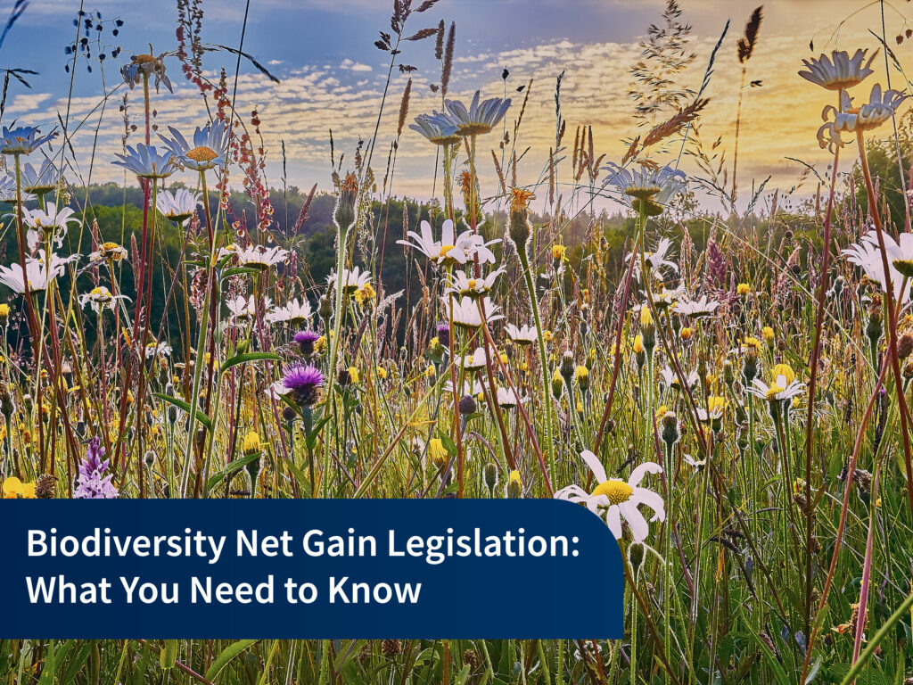 Biodiversity Net Gain Legislation: What You Need to Know