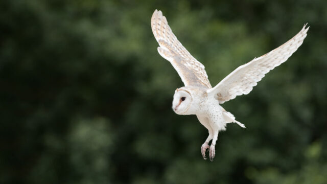 A barn owl in flight with wings spread wide against a blurred green background.