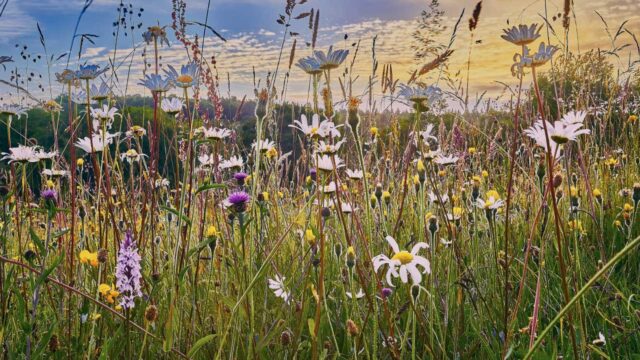 A vibrant wildflower meadow filled with various colorful flowers under a bright sky at sunset.
